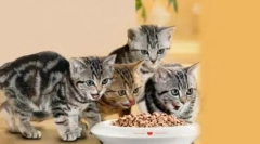 Коте не пие вода: колко опасно